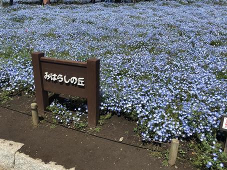 自然 自然の写真