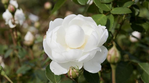 【花の写真】ばらの花 rose,植物,園芸の写真素材
