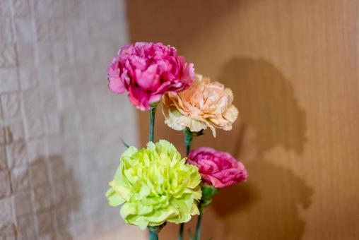 カラフルなカーネーション カーネーション,花,ピンクの写真素材