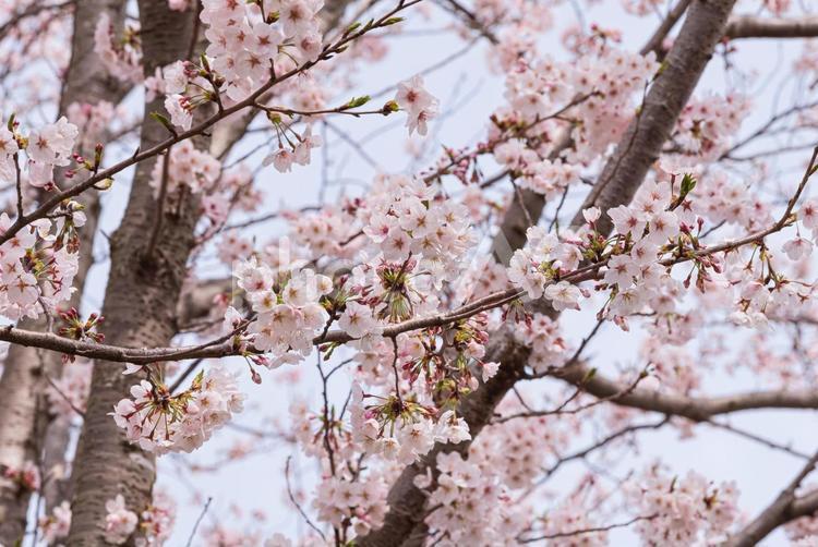 用水路沿いに咲く美しい桜 桜,木花,花の写真素材