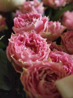 ピンクのバラの花 ピンクのバラの花の写真