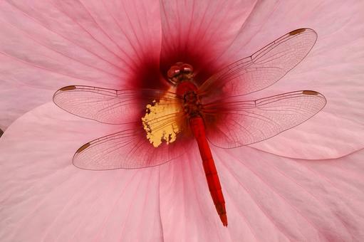 花びらの上の赤とんぼ 花びらの上の赤とんぼの写真