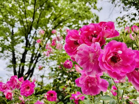 ピンクの薔薇たち ピンクの薔薇たちの写真