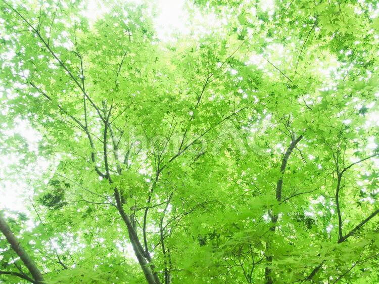 新緑　木漏れ日　イメージ 新緑,緑,木漏れ日の写真素材