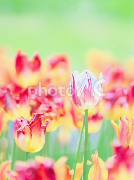 滝野すずらん丘陵公園のチューリップ畑 チューリップ,滝野すずらん,観光名所の写真素材