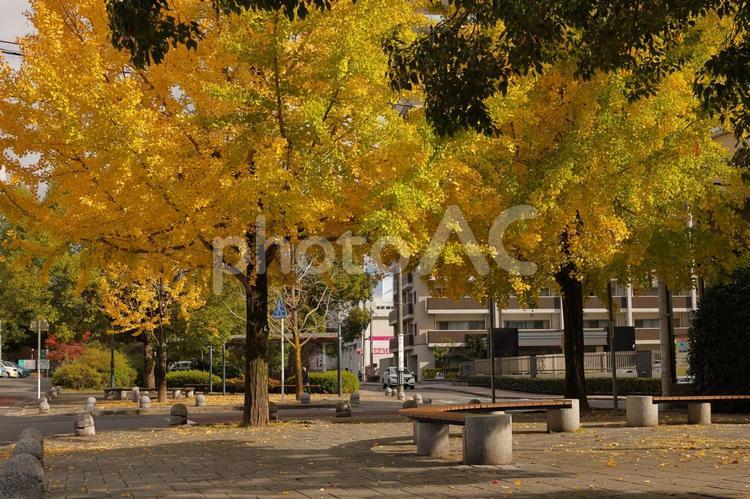 イチョウの街路樹とベンチ-1 イチョウ,秋,ベンチの写真素材