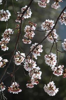 cherry blossoms, JPG cherry blossoms, JPG