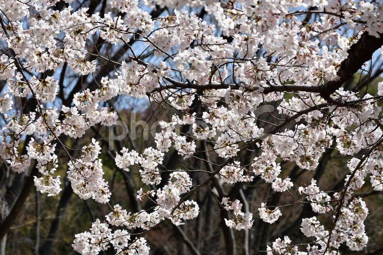 さくら桜_13 3月,4月,きれいの写真素材
