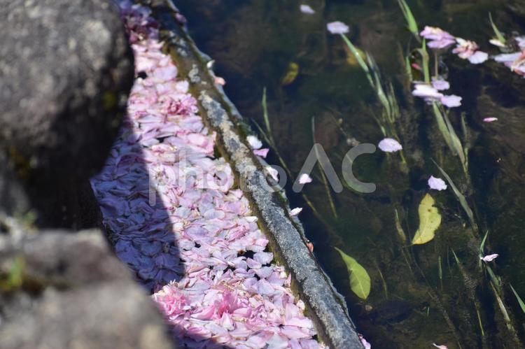 桜　水路　広島　備北丘陵公園 花畑,広島,植物の写真素材
