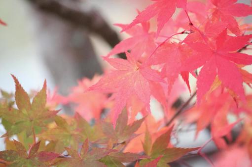 紅葉 紅葉の写真