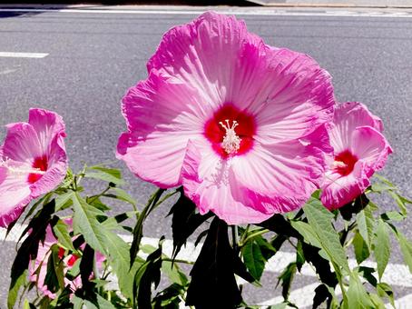 タイタンビカス タイタンビカス,ハイビスカス,花の写真素材