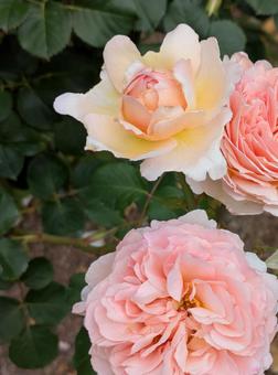 バラ　薔薇の写真