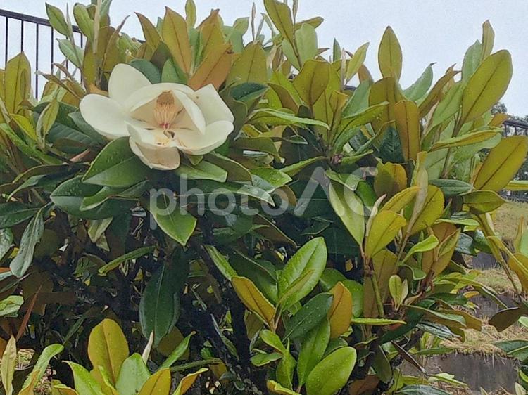 タイザンボクが咲いたよ タイザンボク,ホワイト,美しいの写真素材