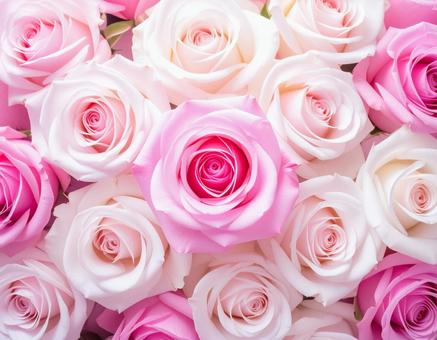 薔薇のテクスチャー 薔薇のテクスチャーの写真