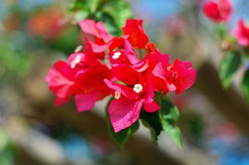 ブーゲンビリアの写真