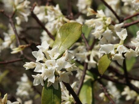 ジンチョウゲ・沈丁花のマクロ ジンチョウゲ,冬春,香りのよいの写真素材