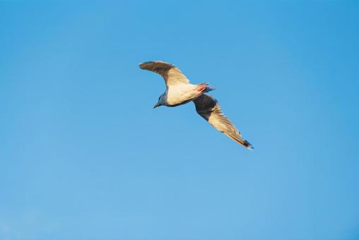 川面から飛び立って舞うセグロカモメ セグロカモメ,渡り鳥,冬鳥の写真素材