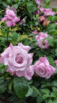 雨上がり、ピンクの薔薇 雨上がり、ピンクの薔薇 バラ,薔薇,花の写真素材