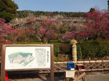 池上梅園の梅 池上梅園の梅 池上梅園,池上,梅園の写真素材