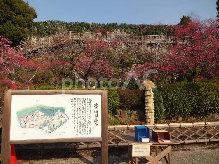 池上梅園の梅 池上梅園,池上,梅園の写真素材