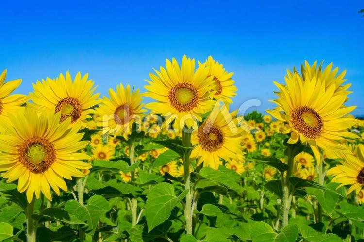 ひまわりの花と青空 向日葵,ひまわり,ひまわり畑の写真素材