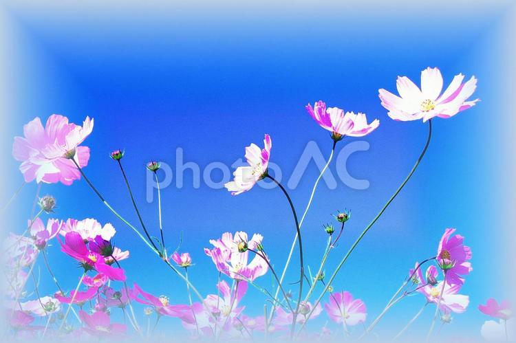 美しいコスモス畑 コスモス,コスモス畑,青色の写真素材