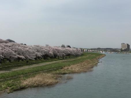 河川敷の桜 河川敷の桜 河川,風景,晴れの写真素材