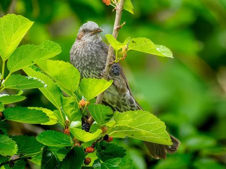 枝にとまるヒヨドリ 枝にとまるヒヨドリ ヒヨドリ,野鳥,鳥の写真素材