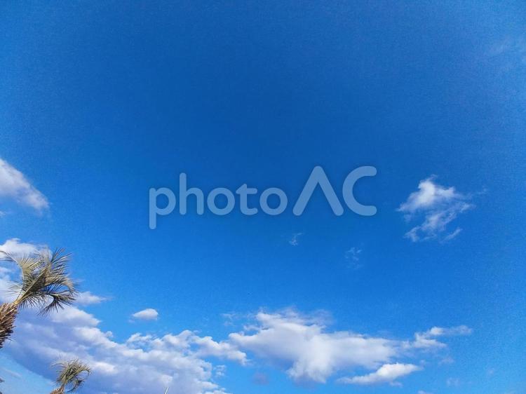 青空と椰子の木 青空,雲,背景の写真素材