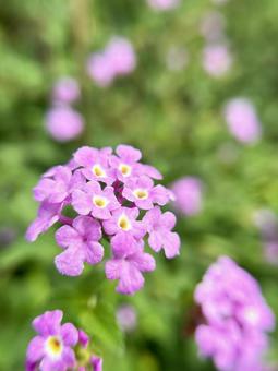 ランタナの花のクローズアップ ランタナの花のクローズアップの写真