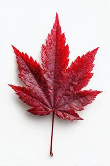 紅葉 もみじ 葉 紅葉 もみじ 葉の写真