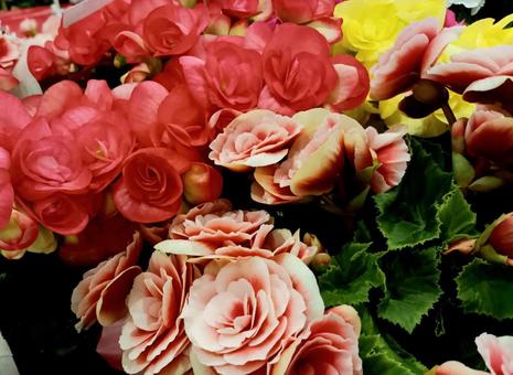 花 花の写真