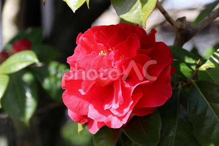 きれいに咲いた椿（クロズアップ） 椿,花,赤の写真素材