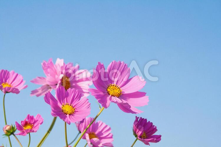 青空に咲く秋桜 秋桜,コスモス,紫の写真素材