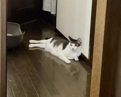 廊下で微睡むキジシロ猫様 廊下で微睡むキジシロ猫様 猫,キジ白,微睡むの写真素材