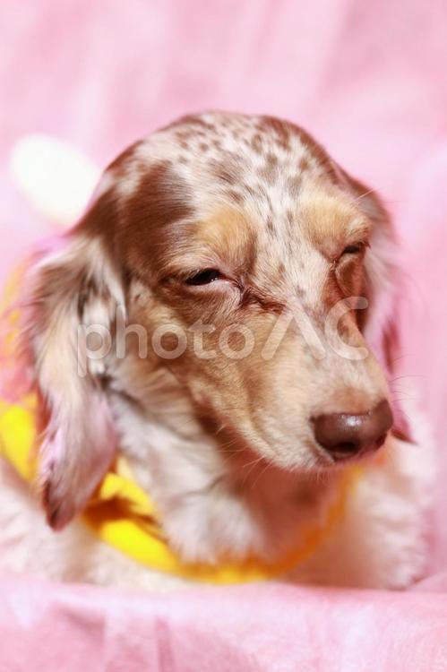 垂れ耳の犬２ 犬,かわいい,ペットの写真素材