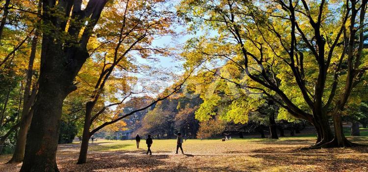 風景　都会のオアシス(公園) 公園,自然,オアシスの写真素材
