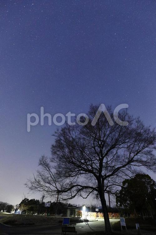 冬の夜空に佇む枯れ木のシルエット 冬,星空,夜空の写真素材