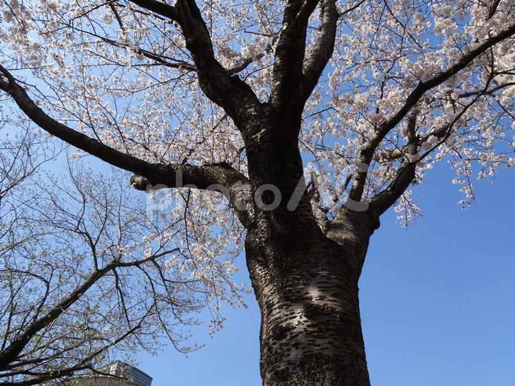 白い花の桜-40 桜,花びら,白色の写真素材