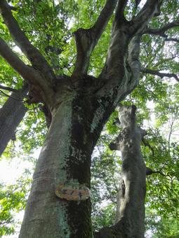 Photo, musashi kinen park, park, wood, 