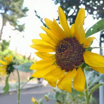 太陽のように輝くひまわり 太陽のように輝くひまわり ひまわり,ヒマワリ,向日葵の写真素材
