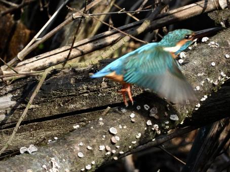 飛び立つカワセミ 飛び立つカワセミの写真