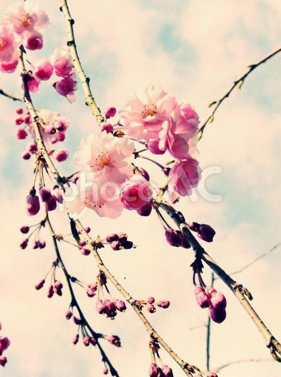 枝垂れ桜 八重桜,桜,枝垂れ桜の写真素材