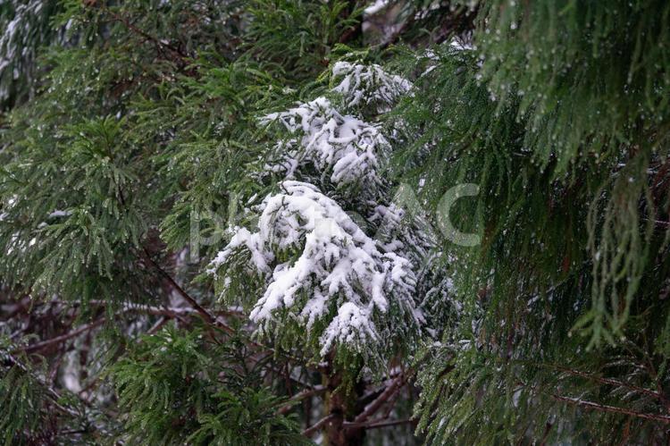 杉の木の雪 木,雪,杉の写真素材