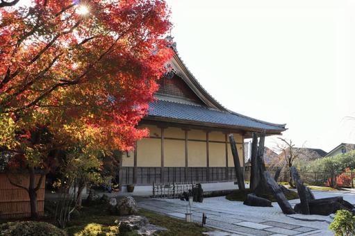 圓光寺　瑞雲閣・奔龍庭と紅葉 圓光寺,瑞雲閣,奔龍庭の写真素材