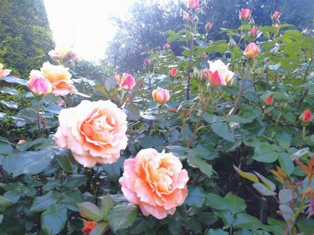 薔薇 薔薇の写真