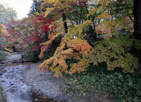 見ごろを迎えた小國神社 山道,橋,手作り橋の写真素材