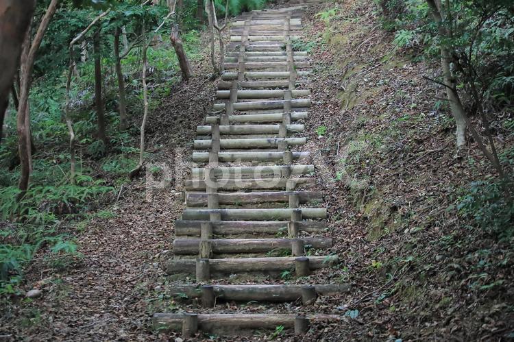木の階段 木の階段,階段,落葉の写真素材
