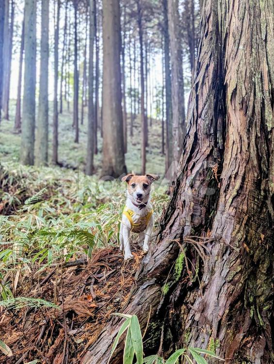 森林でイキイキ過ごすワンコ 犬,ジャックラッセルテリア,小型犬の写真素材