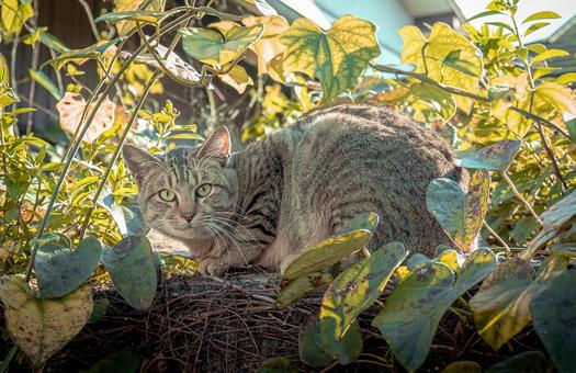 猫 猫の写真
